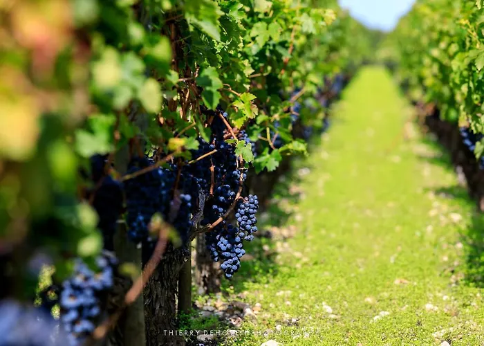 Elegance - Parc Bordelais 住宿加早餐酒店 *